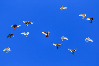 Low angle view of birds flying in the sky