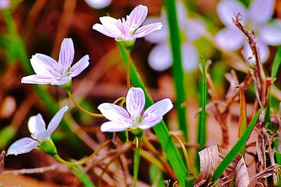 Close-up of pink flowers blooming outdoors