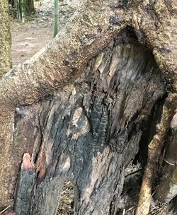 Close-up of tree trunk