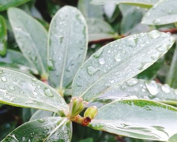 Close-up of water drops on leaf