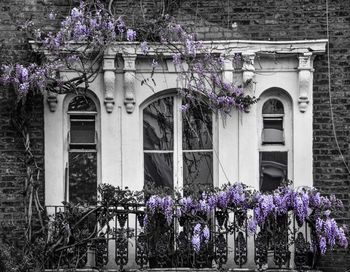 Purple flowering plants by building