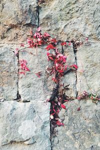 Close-up of red brick wall