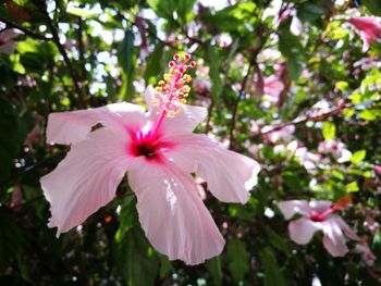 Close-up of pink hibiscus flower