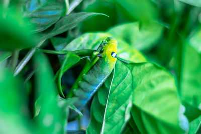 Close-up of insect on leaf