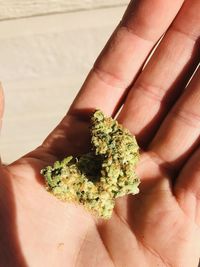 Close-up of cropped hand holding marijuana