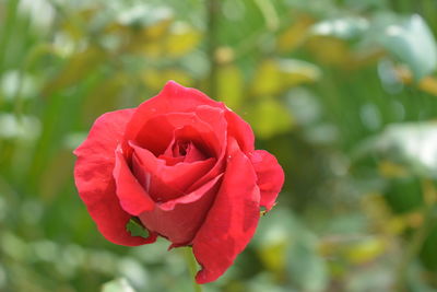 Close-up of red rose blooming outdoors