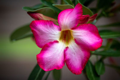 Close-up of pink flowering plant