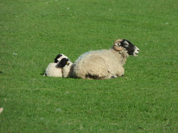 View of sheep on grassy field