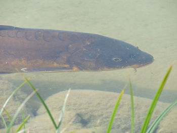 Turtle swimming in water