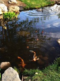 High angle view of koi carps swimming in lake