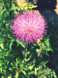 Close-up of pink flowers