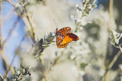 Close-up of butterfly pollinating on flower