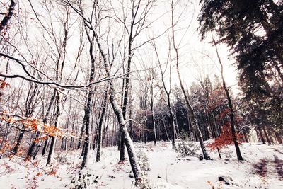 Low angle view of bare trees against sky during winter