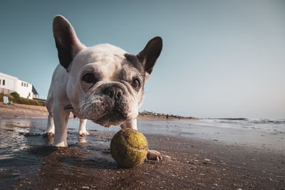 French bulldog playing with a tennis ball on the beach