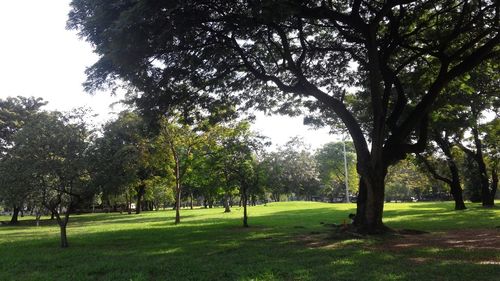 Trees in park