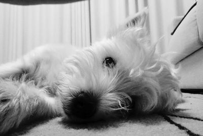 Close-up portrait of dog relaxing at home