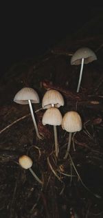 Close-up of mushroom growing on field