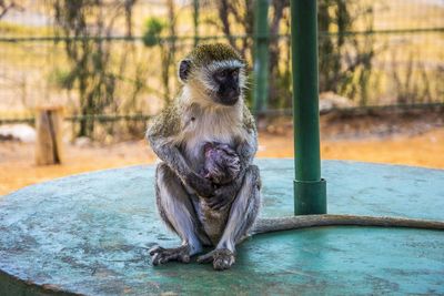 Close-up of monkey sitting on tree