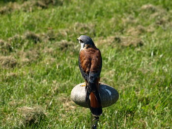 Bird perching on a field