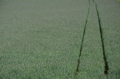 Plants growing on field