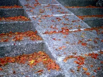 Leaves in autumn