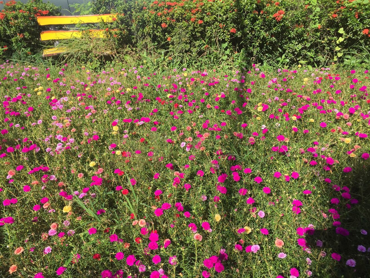 flowering plant, flower, plant, beauty in nature, growth, freshness, vulnerability, fragility, pink color, petal, nature, no people, land, day, field, close-up, flower head, outdoors, green color, inflorescence, springtime, flowerbed, gardening