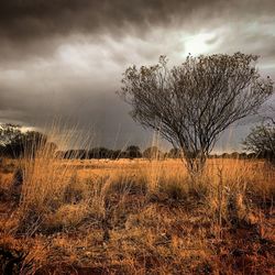 Scenic view of field against sky