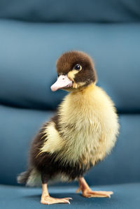 Close-up of a bird