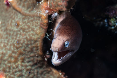 Close-up of fish swimming in sea