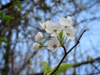 Close-up of white cherry blossoms in spring