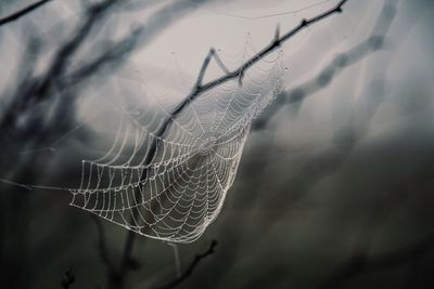 Close-up of spider web on tree