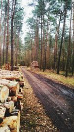 Empty dirt road passing through forest