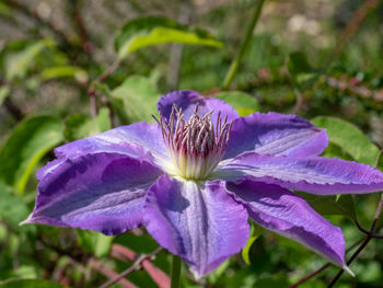 Close-up of purple flowering plant