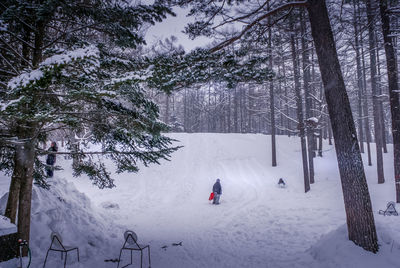 Trees on snow covered field