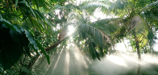 Sunlight streaming through trees in forest