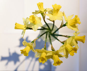 Close-up of yellow flowers in vase