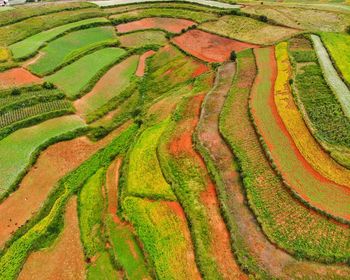 Full frame shot of agricultural field in china 