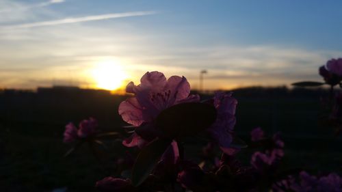 Close-up of flowers blooming in park