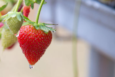 Close-up of strawberry hanging on leaf