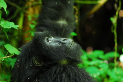 Close-up of gorilla looking up