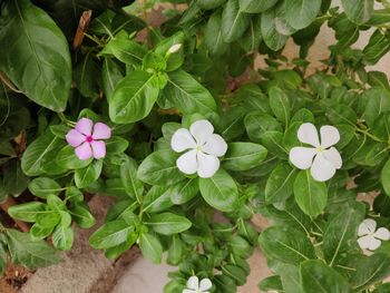 High angle view of white flowering plants