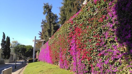 Fresh pink flowers blooming in park against clear sky