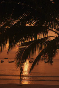 Silhouette palm tree at sunset