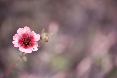 Close-up of pink flowering plant