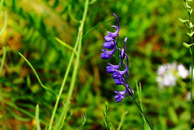 Close-up of purple flowers blooming outdoors