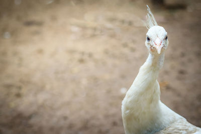 Close-up portrait of a bird