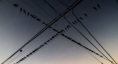 Flock of parrots on power lines