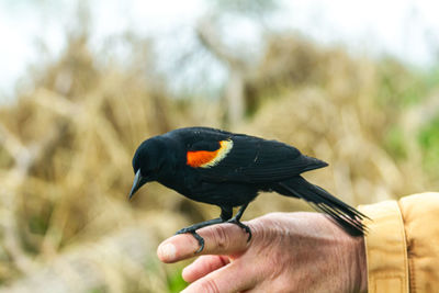 Male red-winged black bird sits on man's hand