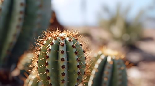 Close-up of plant