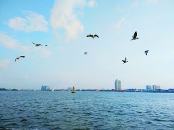 Birds flying over sea against sky